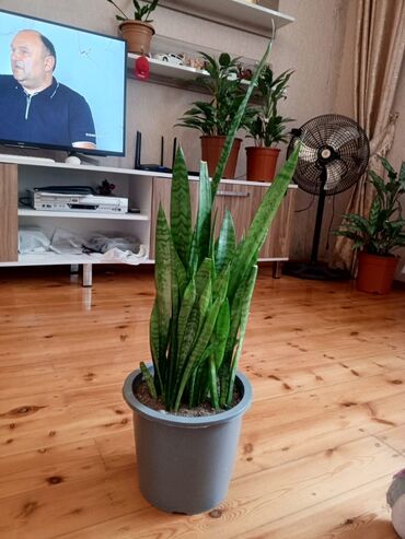 Otaq bitkiləri: Sansevieria (Qayın dili) – otaq bitkisi - Növ: Sansevieria — 2