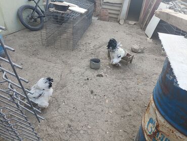 Xoruzlar: Xoruz, Brama, il: 1, Ünvandan götürmə lalafo.az -da Xoruzlar: Xoruz, Brama, il: 1, Ünvandan götürmə
