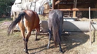 пони конь: Продаю | Кобыла (самка) — 2