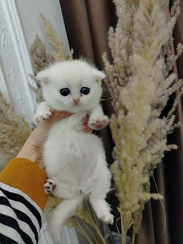 Pişiklər: Şotland — 5