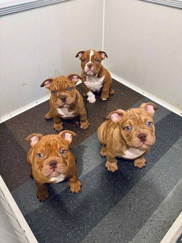 psi na prodaju nis: Dostupni štenci american bully micro size (exotic). Štenci su stari 4