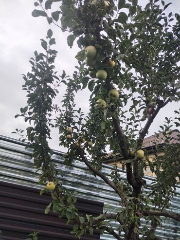 Həyət evləri və villaların satışı: 1 otaqlı, 36 kv. m, Yeni təmirli — 45