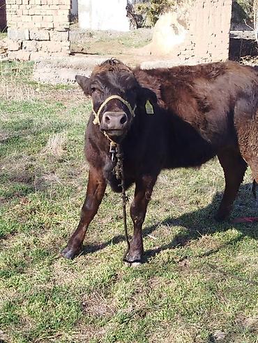 Коровы, быки: Продаю | Тёлка | Полукровка | На откорм | Привязанные — 5
