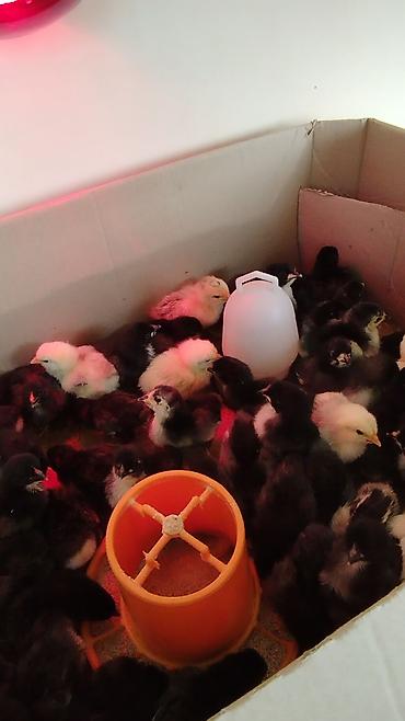 tutuqusu yumurtali: Toyuq cücələri, Damazlıq, Ödənişli çatdırılma — 3