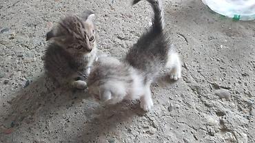скотский рынок: Котята шотландские вислоухие и прямоухие, домашнего выращивания. - — 5