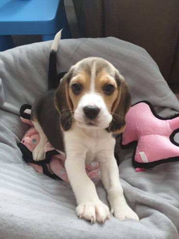 Cute and lovely male and female beagle puppies for sale, up to date