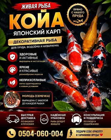 карышкыр фото: Живая рыба: кои (японский карп) — декоративная порода для пруда — 1