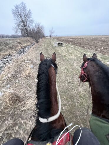 куплю баран село ленинское: Продаю | Ягненок | На забой | Матка