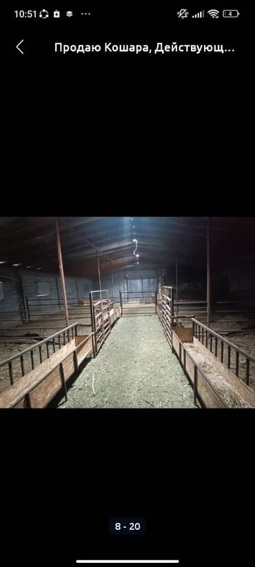 Сельхоз предприятия: Продаю Кошара, 50 соток, Действующий, Частично с оборудованием, Электричество, Канализация, Отопление at lalafo.kg — 14 Сельхоз предприятия: Продаю Кошара, 50 соток, Действующий, Частично с оборудованием, Электричество, Канализация, Отопление — 14