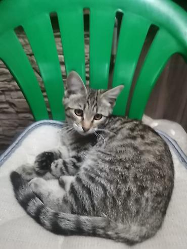 котенок 1 месяц: Пушистые котята Возраст ~ 1.5 месяца Отдам в добрые руки 🤗 На — 5