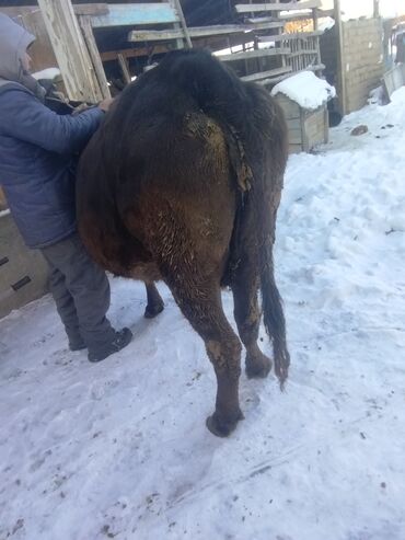 Коровы, быки: Жакын бооз Уй сатылат срочна