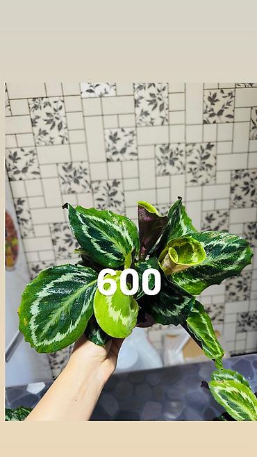 Другие комнатные растения: Комнатные цветы, цены написаны на фото — 11