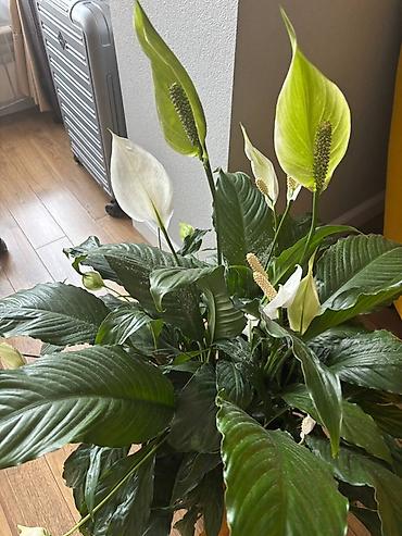 материнское счастье цветок: Спатифиллум (Spathiphyllum; женское счастье) - Высота вместе с — 7