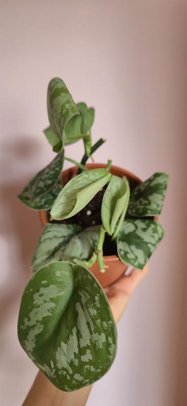 алоэ вера купить: Scindapsus exotica. Parlaq yarpaqlı, baxımı rahat ve tez böyüyen — 4