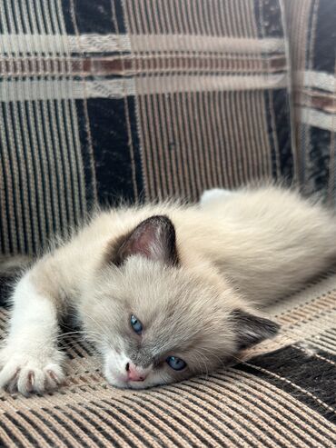 шотландская кошка шиншилла: 2 месяца, Мальчик