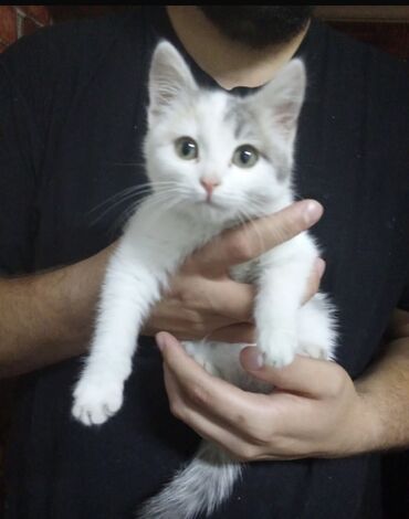 скоттиш фолд шотландская вислоухая кошка: Котёнок, домашняя короткошёрстная порода. - Окрас: белый с серыми