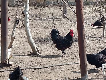 Toyuqlar: Toyuq, Australorp, Damazlıq, Ünvandan götürmə — 6