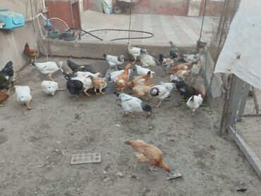 Digər kənd təsərrüfatı heyvanları: Toyuq, Damazlıq, Ödənişli çatdırılma
