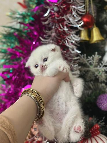 Pişiklər: Şotland — 5