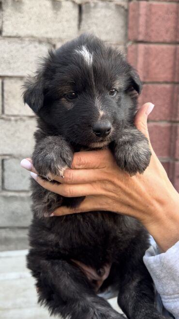 Отдам даром собаку: Собака даром: Дворняжка, 2 месяца, Самец, С прививкой — 3