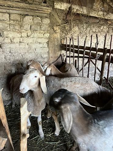 Баран, овца: Продаю | Овца (самка) | Для разведения — 11