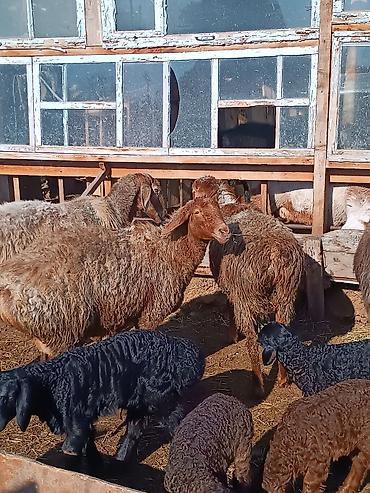 Баран, овца: Продаю | Ягненок | На забой | Племенные — 11