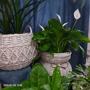 Горшки для растений: Плетёные вазоны для растений от 10-12 литров,в наличии и на заказ — 3