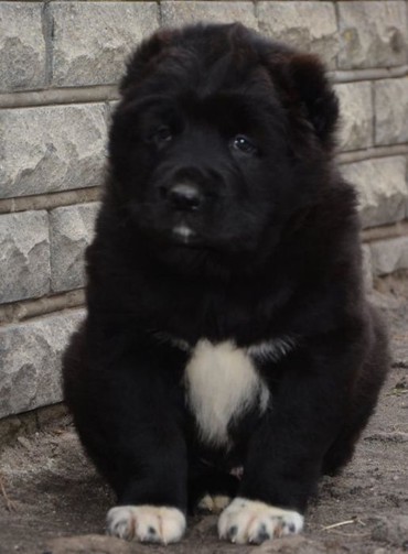 İtlər: Алабай (Alabay) Племенной питомник предлагает щенков среднеазиатской — 8