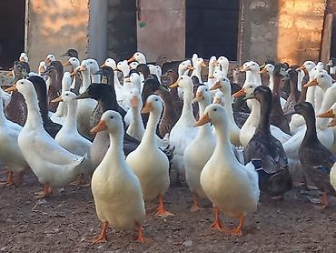mandalin ordek: Salam ordekler saglamdi 2 kilodan artig cekisi gelir (Pekin-Yerli) — 2