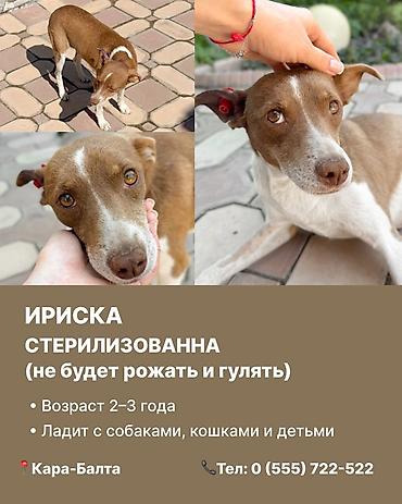 эркек ит: Кара-Балта. Ищем дом для чудесных собак. 1) Ириска - Стерилизована — 2