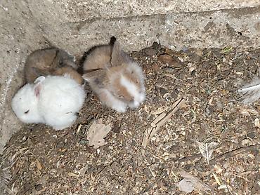 Dovşanlar: Karlik bala dovşanlar bala dovşanlar satılır dovşanlar dovşan — 1