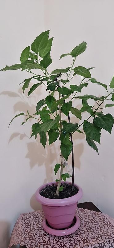 diffenbaxiya bitkisi: Qırmızı güllü ev hibiskusu (Çin qızılgülü) – saksıda - Bitki növü — 2