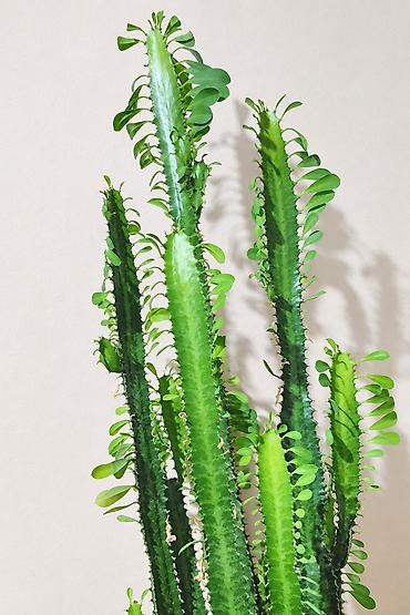 su doldurma aparati: Evdaxili dekorativ sukulent – Euphorbia Trigona (Afrika süd ağacı) - — 2