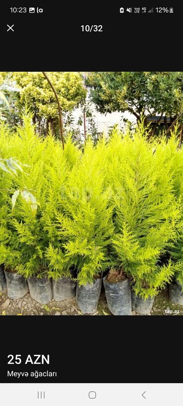 Tinglər: Müxtəlif dekorativ və meyvə ağaclarının tingləri. • Xurma-narıngi — 8