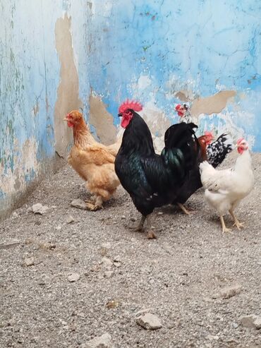 qoyun satisi: Australorp xoruz satılır. 11 aylıqdır. çox qəşəng ciddi xoruzdur. tam