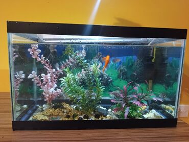 Akvariumlar: Təcili satılır köclə -da lalafo.az — 9 Akvariumlar: Təcili satılır köclə — 9