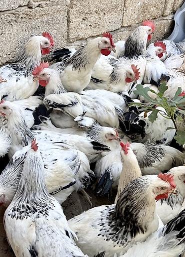 meşə toyuğu: 5 Ay Yarımlıq Xoruzlar. 30 Ədəd 5 Ay 10 Günlük Fərələr. Fərələr — 6