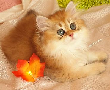 Pişiklər: Britan — 6