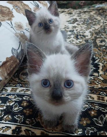 pers: Tay, Dişi — 1