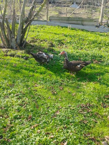 Ördəklər: Salam super damazliq ve kesimlik ucun agir heyvanlardi ag krasnadarlar — 6