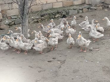 Ördəklər: Dilli ordekler — 5