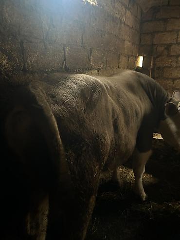 erkek dana satilir: Simentsldı super kökdü diri cəkisi 570. 600 arası olar — 2