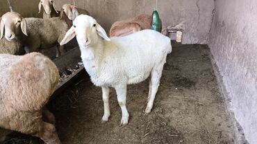 продажа домашних животных: Сатам | Ургаачы кой (ургаачы) | Союуга | Токту