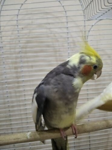 heyvanlara verilen xususi adlar: Nimfa (Cockatiel) tutuquşu - Rəng: boz gövdə, sarı baş və çölə doğru