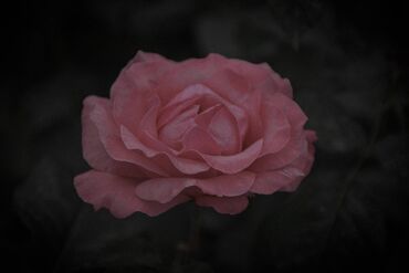 Фотоаппараты: Nikon D3300 + два объектива, 18-55 и 18-105 мм. Домашнее — 6