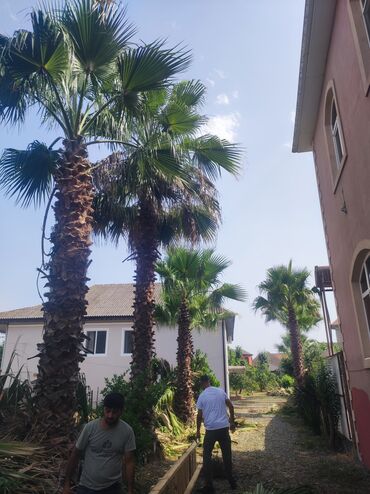 Ağaclar: Vaşinqton palma ağacları bütün ölçülər mövcuddur. 100 fayiz zemanet — 8