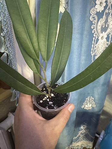 Фикусы: Фикус Али, бенджамин сатылат — 5