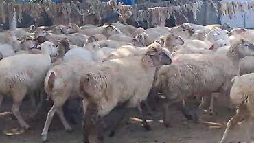 toyuq ucuz qiymete: QOYUNMUZ. SATILIR. QİYMƏTİ. 380. AZN. 1,2,3,4. QARIN. 600 BAŞ SORTU — 5