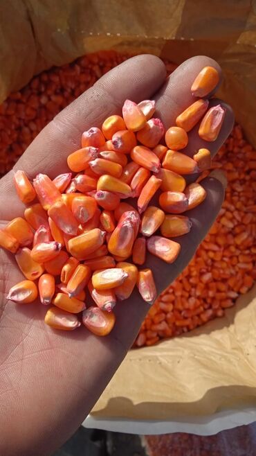 Зерновые культуры: Семена и саженцы Самовывоз, Бесплатная доставка, Платная доставка