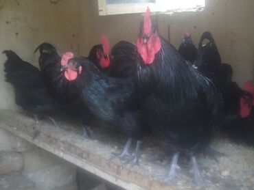 avstrolop toyuqlari haqqinda melumat: Toyuq, Australorp, Damazlıq, Ünvandan götürmə